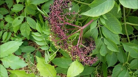 Garden Update 8 21 2019 Elderberries and Butterflies!