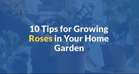 10 simple tips for growing roses in your home garden