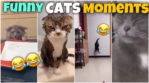 Funny cats moments 😂 || cats || funny || animals || funny animals ||