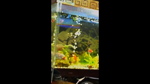 Fish Aquarium #fishing #trending