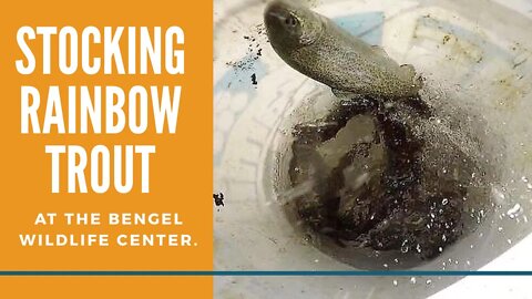 Stocking Rainbow Trout, Bengal Wildlife Center, The Michigan Wildlife Conservancy, Bath Michigan