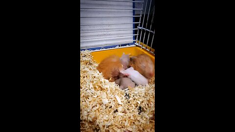 Peanut 🥴 hamster attacked by her milky babies | Hamster funny videos