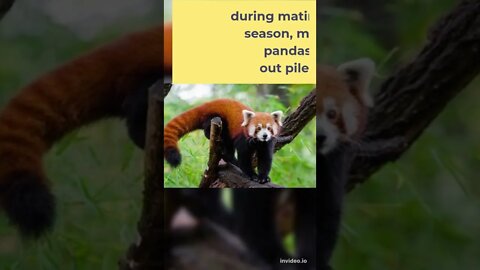 Red Pandas, Fun Facts, #shorts