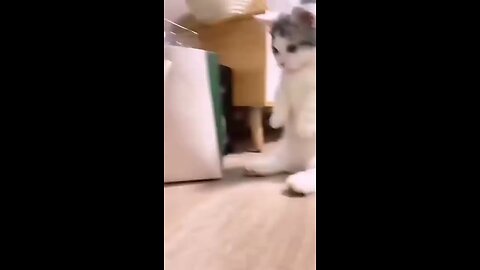 funny cats #shortvideo #shorts