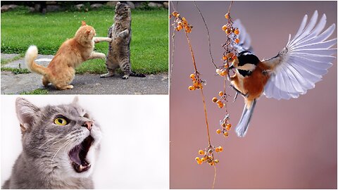 A cat beats its sister for scaring her a hummingbird