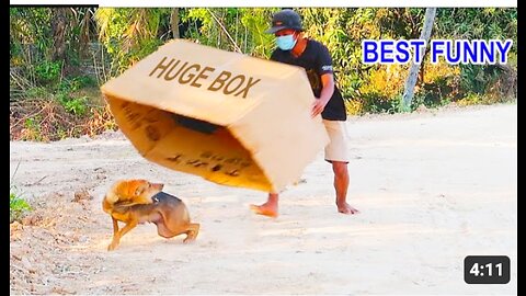 Best Funny Prank Super Huge Box vs Prank on Sleep Dog Very Funny