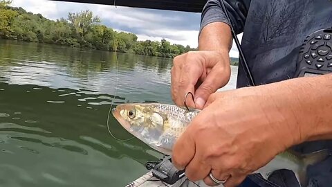 The MOST INTENSE way to catch large Stiped Bass using LIVE Skipjack