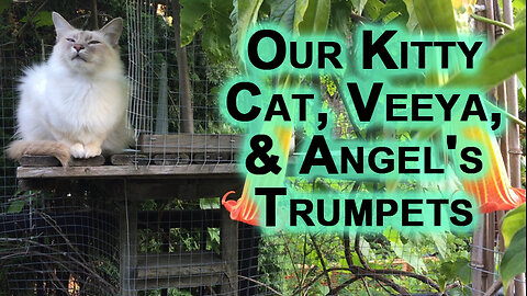 Our Kitty Cat, Veeya, Chilling on the Catio in the Patio Garden Alongside Blooming Angel’s Trumpets