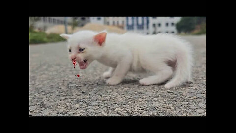 The poor Kittens are living their last moments on the streets, with no one coming to help!