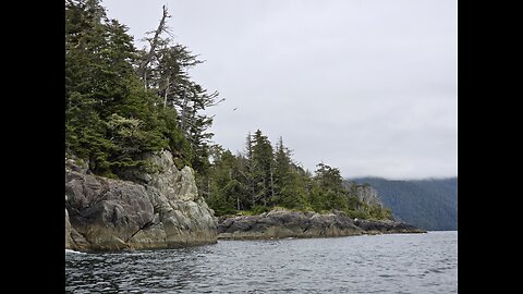 Millions of Dead Trees Standing in Alaska