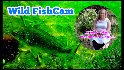 FishCam Down in the Creek What Did I See