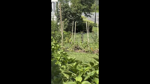 When the gopher eats your garden but he’s too cute to scoot away!