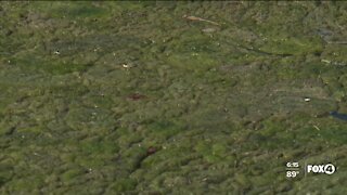 ALGAE RAISING CONCERNS IN CAPE CORAL