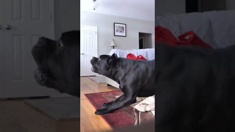 Cane Corso BREAK IN Reaction simulation #shorts #dog #pets