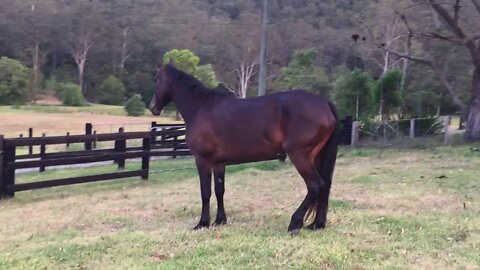 The girls first evening at Wyong Creek -Tuppy is stalking me