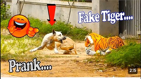 Troll prank Dog 🐶🐶funny 😂🤣 & fake🤥 lion 🦁🦁 and fake tiger🐅 prank to dog 🐶🐶hunga box to dog😂😂😂😂😂