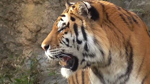 Siberian Tiger【Tama Zoological Park in Tokyo , Japan】