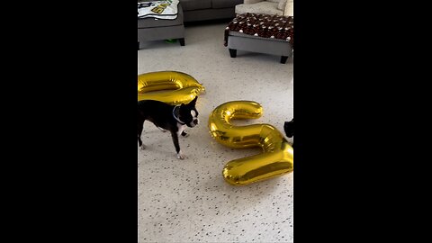 Hercules Getting In On The Birthday Fun LOL! | 4K