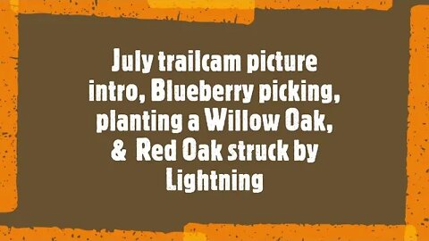 July trailcam intro, blueberry picking, planting a Willow Oak and Lightning struck a Red Oak