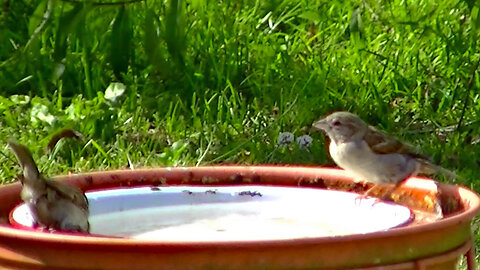 IECV NV #672 - 👀 Two House Sparrows Get A Drink Then Fly Off 7-6-2018