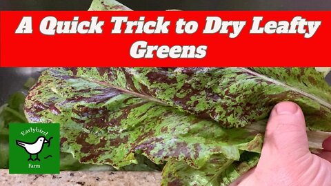 How to DRY your Lettuce and Leafy Greens WITHOUT a Salad Spinner