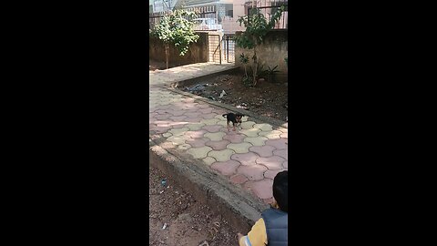 "Heartwarming Bonds: Street Dog and Children Friendship Unveiled" #doglover