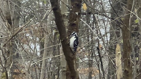 Hairy woodpecker James Gardens Toronto