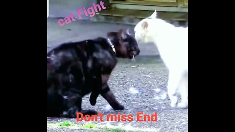 New Funny Animal video 2023||#62 Cat FIGHT| Don't miss end.mp4