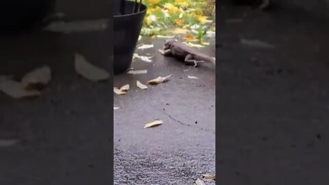 Bearded Dragon "Ogah Boodah" Loves rain and the outdoors - Begs to get out of the house to play