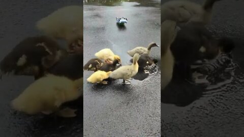 baby ducks in a puddle.