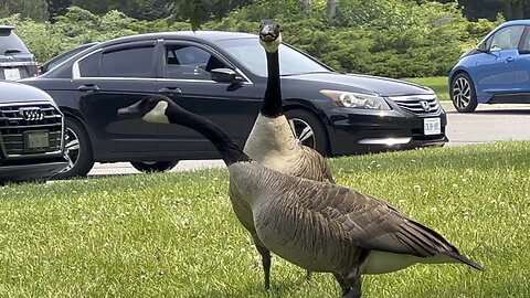 Canada Geese causing a commotion