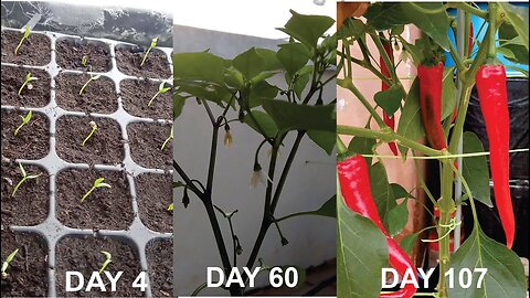 Chili Pepper Magic: Growing with 100% Cocopeat! @indulovenature