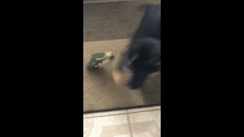 Playful German Shepard puppy