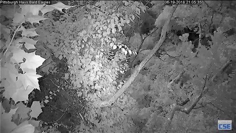 Hays Nest Hays Eagles Raccoon H8 Suspicious of New Night Watchman 6 19 18