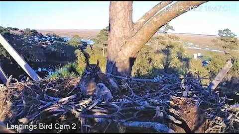 Mom Follows Osprey Circling Nest-Cam Two 🦉 3/13/22 18:46