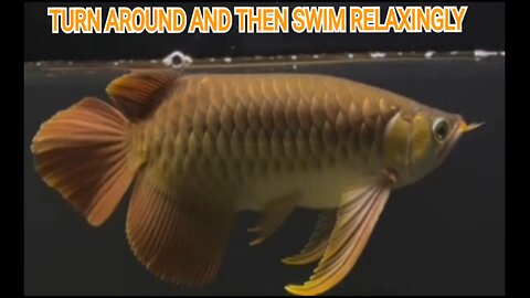 BEHAVIOR OF THE SUPER RED AROWANA