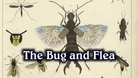 The Bug and Flea