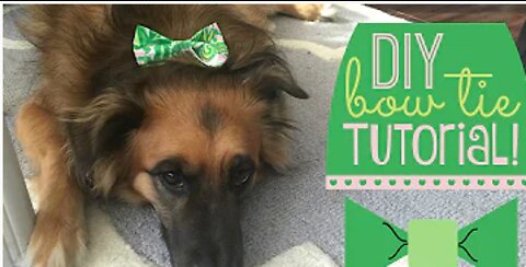 DIY Dog Bow Tie Tutorial