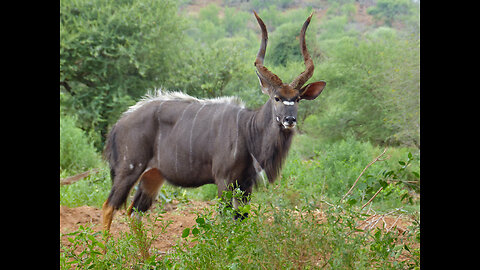 Nyala Antelope: The Sexually Dimorphic Antelope