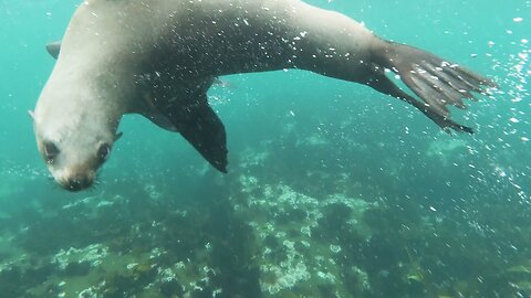 Seals Swimming under water video footage