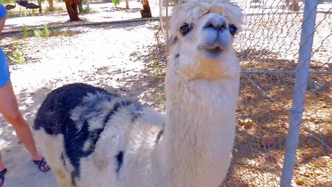 Adorable and Playful Llama at Cohunu Koala Park in Byford Western Australia