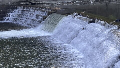 Salmon run Humber River 2022 edition 32