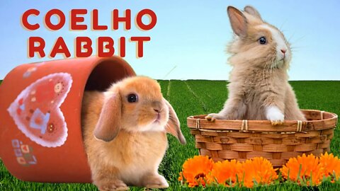 Som dos Coelhos | Coelhos em Família | Coelhos Fofinhos