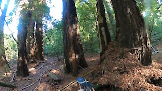 Hiking to the Redwoods