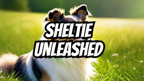 Why a sheltie?