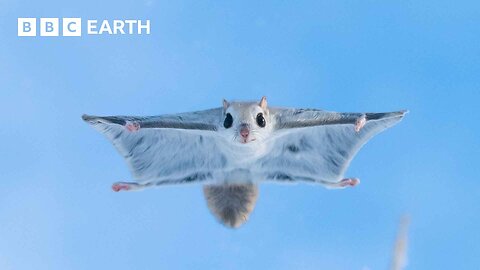 Baby Flying Squirrel Takes Flight for the First Time | Mammals | BBC 🌎🌍