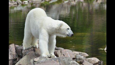 The polar bear is a beautiful, noble animal