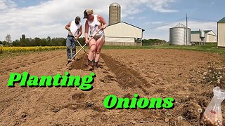 Planting Onions