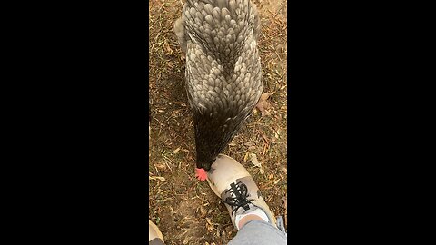 Sapphire Gem Chickens are so pretty 😍