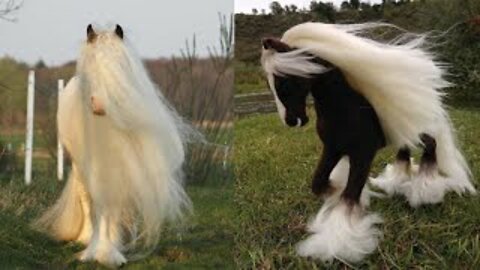 Horse SOO Cute! Cute And funny horse Videos Compilation cute moment